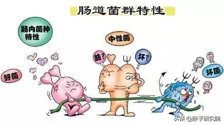 双歧杆菌 双歧杆菌