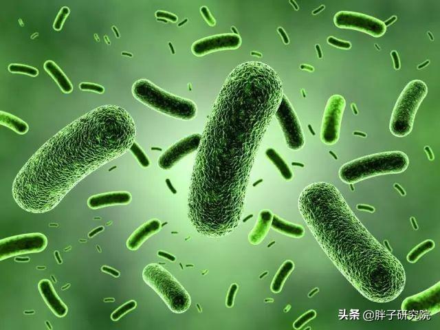 双歧杆菌 双歧杆菌