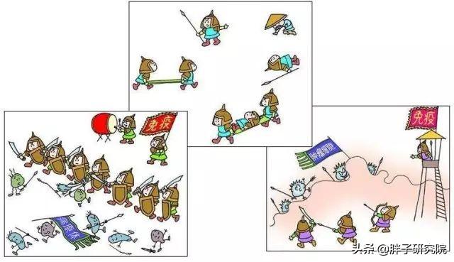 双歧杆菌 双歧杆菌