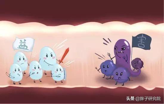双歧杆菌 双歧杆菌