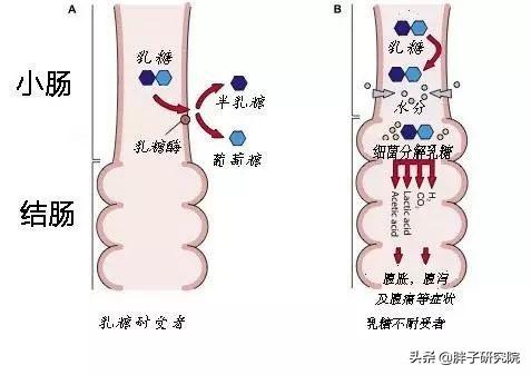 双歧杆菌 双歧杆菌