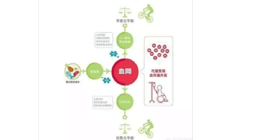 同型半胱氨酸同型半胱氨酸偏高吃什么药