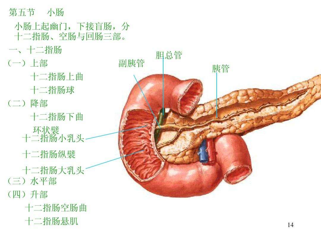 消化系统解剖图,人体消化系统解剖图