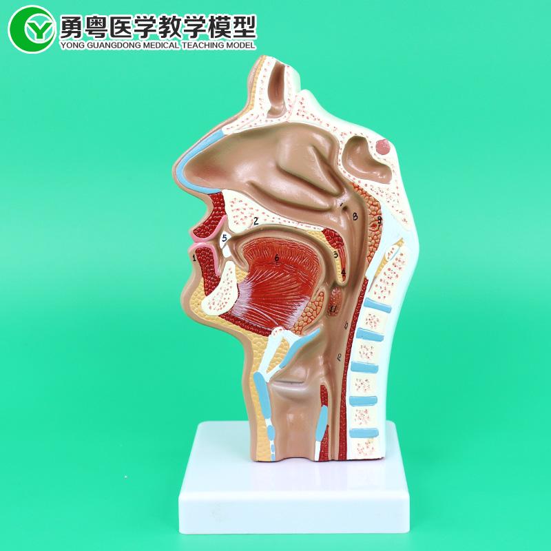 咽喉疼痛吞咽口水疼,咽喉