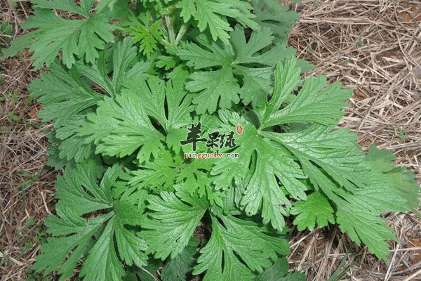 艾叶减肥艾叶煎鸡蛋
