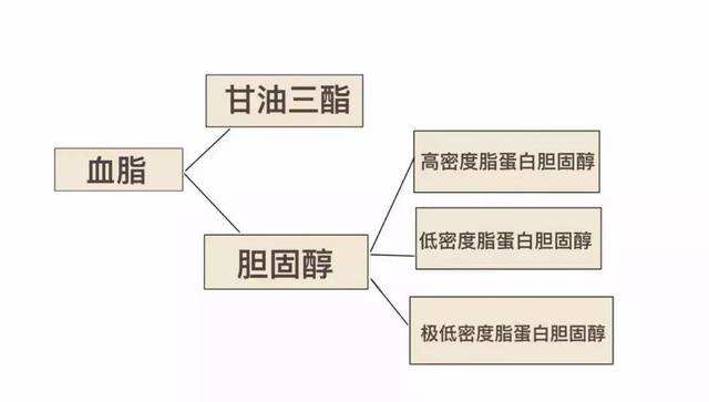 高密度脂蛋白偏低怎么改善,高密度脂蛋白