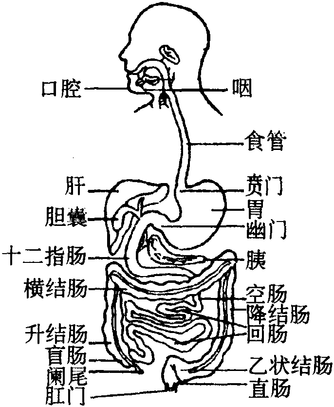 消化系统图解,消化系统图