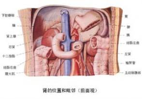 人体器官结构图五脏六腑肾的位置肚子的左侧底部不舒服,人体器官结构图五脏六腑肾的位置