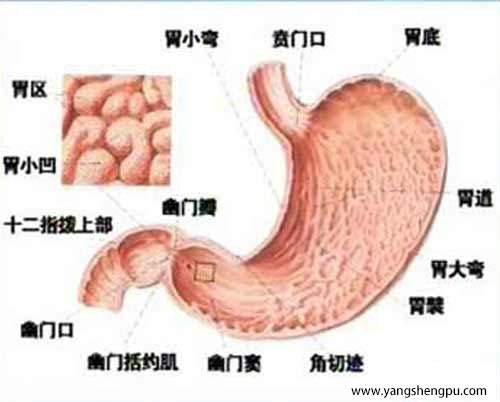 胃在哪个位置图胃在哪个位置