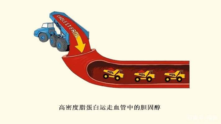 总胆固醇正常值总胆固醇正常值偏高