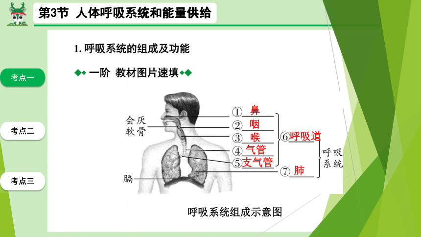 呼吸系统,呼吸系统的组成
