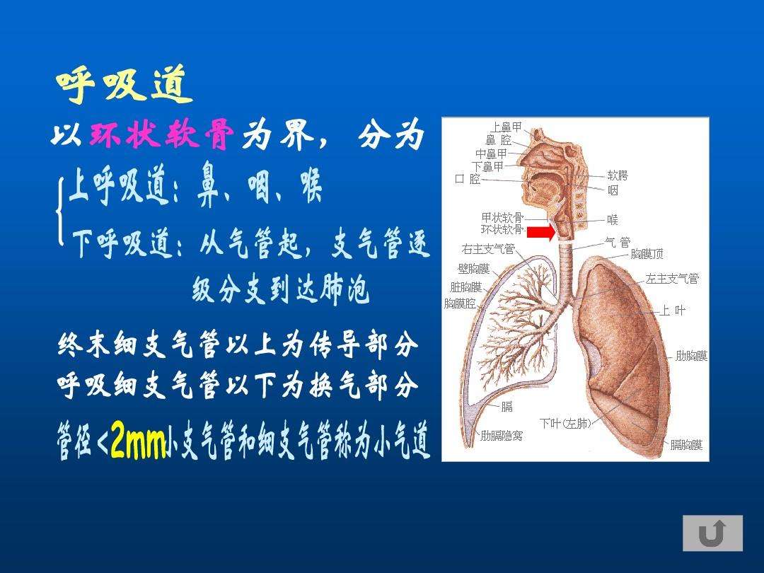 呼吸器官思维导图呼吸器官