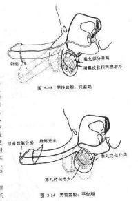 包含睡觉时自动射精什么原因的词条