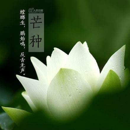 芒种养生常识芒种养生