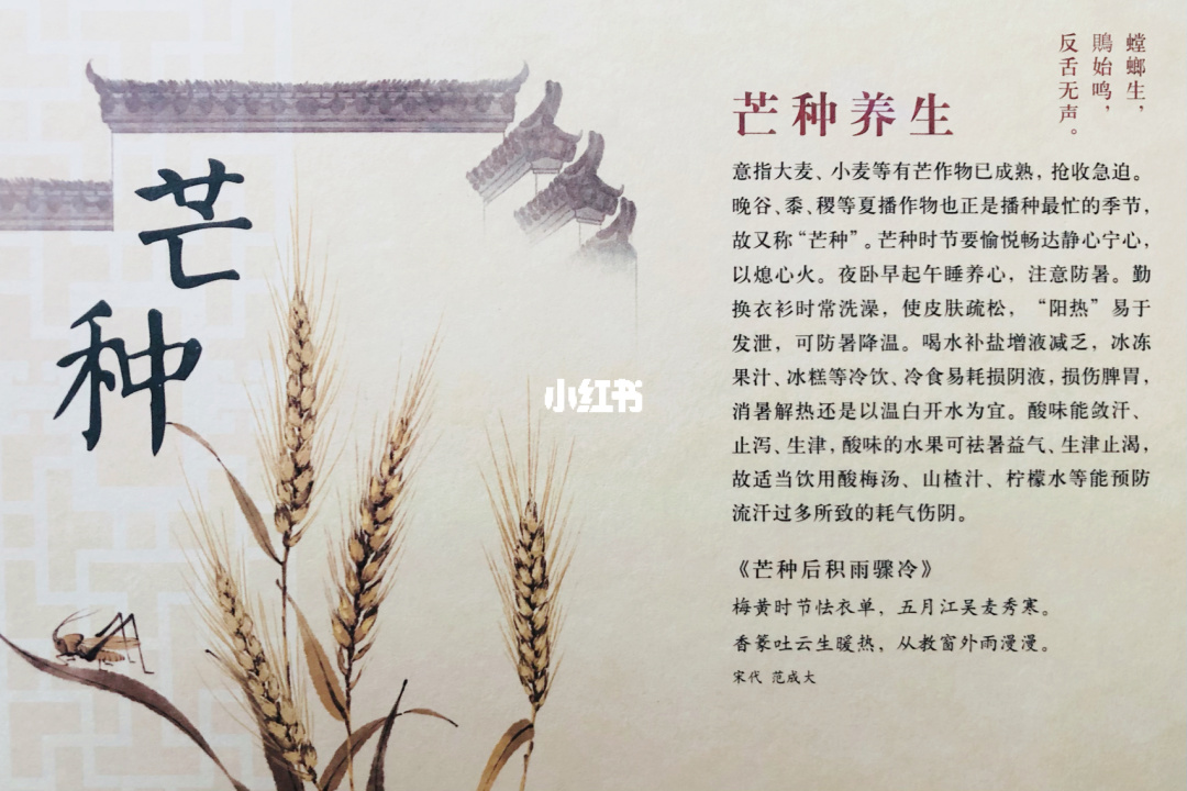 芒种养生常识芒种养生