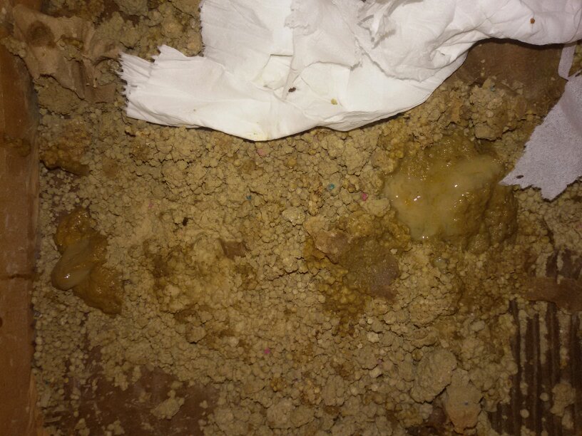 肚子咕咕叫一直拉稀水喝热水有用吗,肚子咕咕叫一直拉稀水