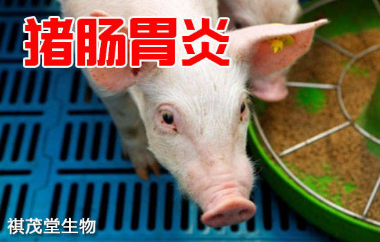 胃肠炎的症状,慢性肠胃炎的症状是什么